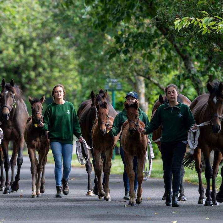 irish national stud horses