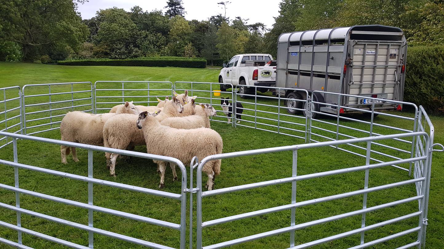 sheep in a pen