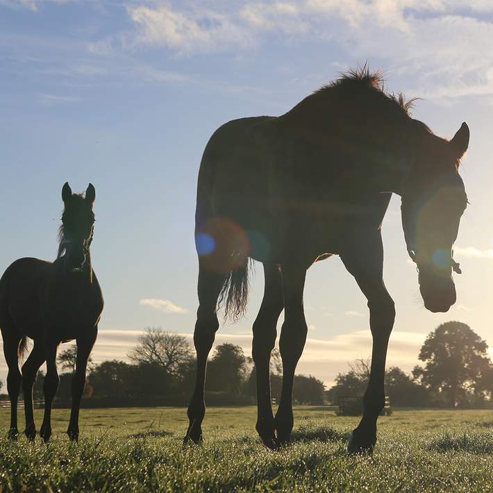 irish national stud horses