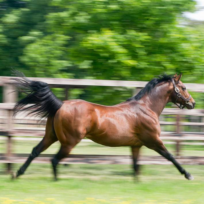 horse at irish national stud