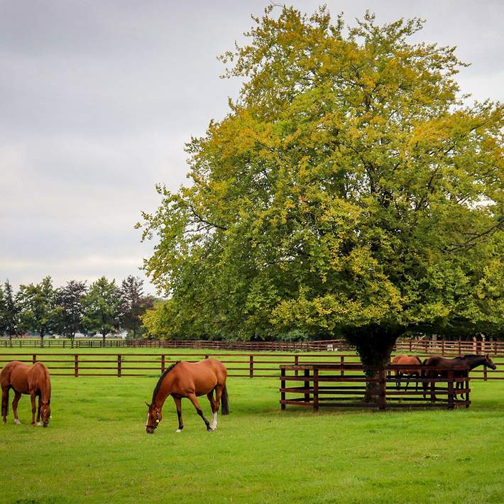 irish national stud horses