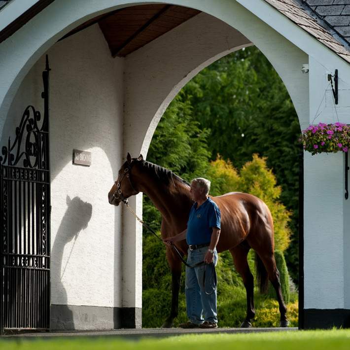 horse at irish national stud