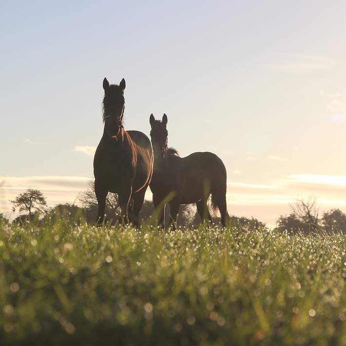 irish national stud horses