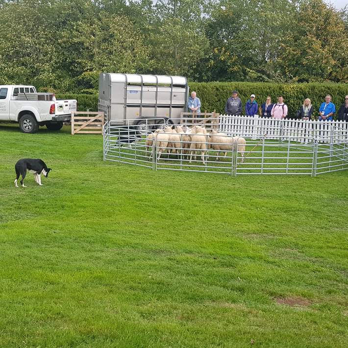 farmer with sheep and dog