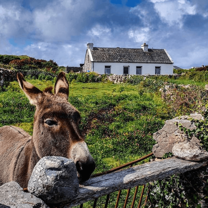 Donkey on the aran islands