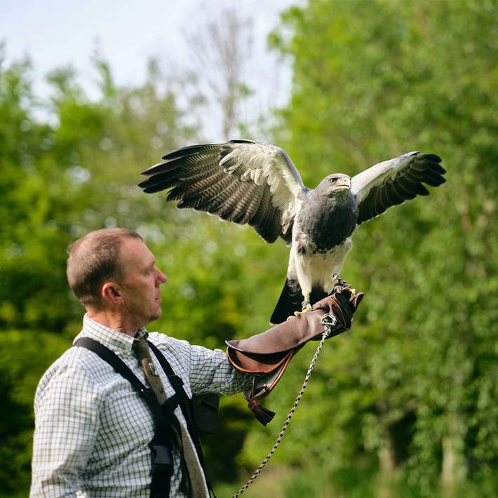 lyrath estate falconry